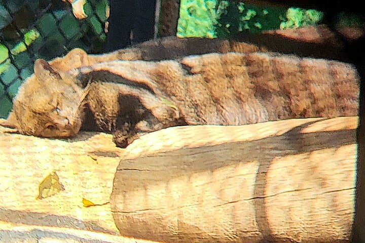 Explore São Paulo Zoo: Guided Tour Through Atlantic Forest Wildlife photo 6