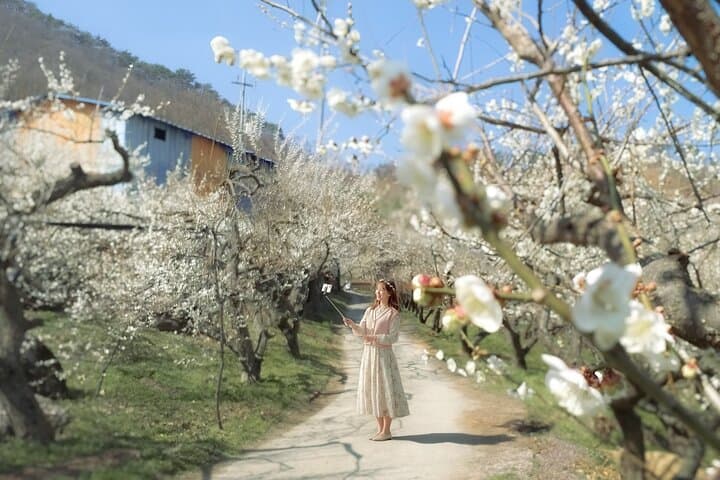 Seoul to Gwangyang Maehwa & Jeonju Hanok Village Day Trip — Plum Blossoms and Hanok Culture