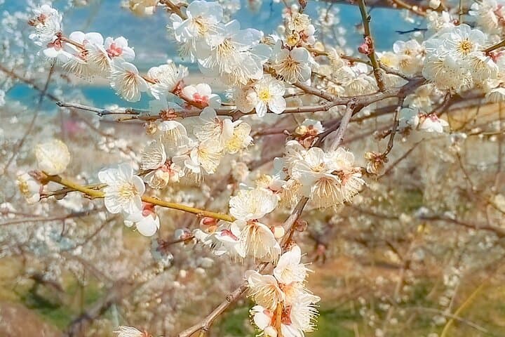 Seoul to Gwangyang Maehwa & Jeonju Hanok Village Day Trip — Plum Blossoms and Hanok Culture photo 3