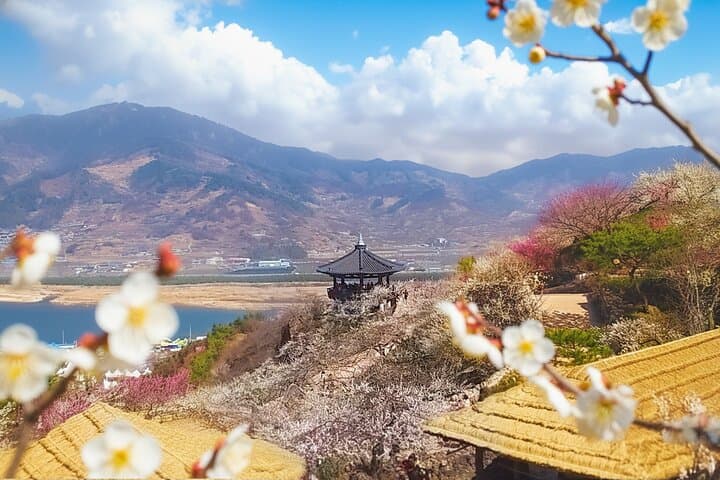 Seoul to Gwangyang Maehwa & Jeonju Hanok Village Day Trip — Plum Blossoms and Hanok Culture photo 4