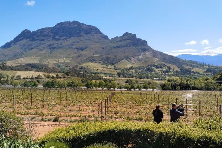 Hermanus Private Whale Watching and Benguela Cove Wine Tasting photo 3