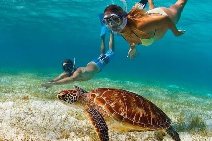 Grace Bay Half-Day Snorkel and Island Hopping — Reef Exploration & Iguana Island photo 4