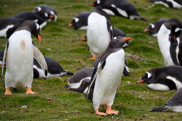 Bertha’s Beach Penguins & Stanley Highlights — Private Stanley Wildlife & History Tour photo 3