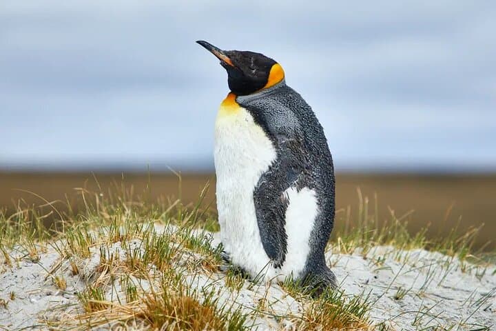 Bertha’s Beach Penguins & Stanley Highlights — Private Stanley Wildlife & History Tour photo 4