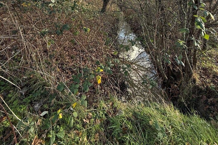 Ealing Beaver Project Self-Guided Walk: Urban Beaver Rewilding in London photo 3