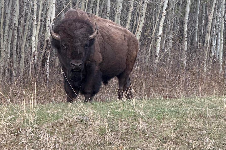 Luxury Day Trip to Waterton Lakes National Park from Calgary photo 4