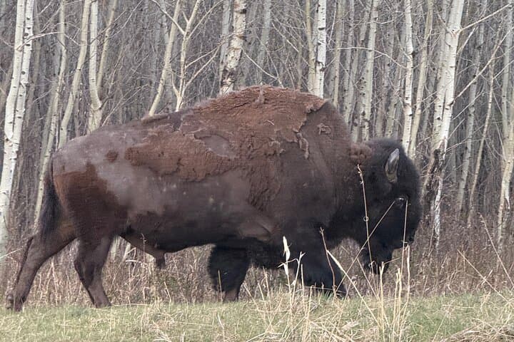 Luxury Day Trip to Waterton Lakes National Park from Calgary photo 5