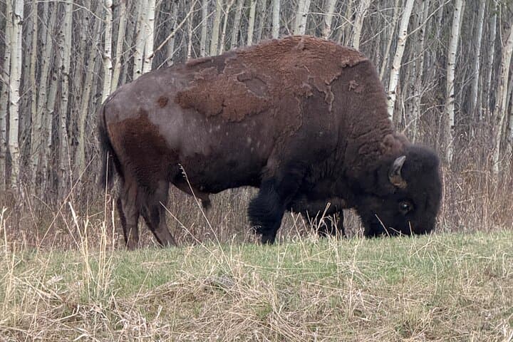 Luxury Day Trip to Waterton Lakes National Park from Calgary photo 6