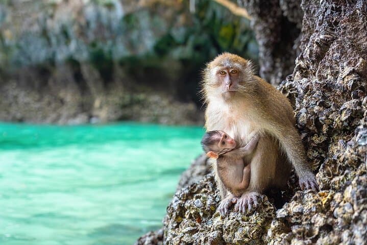 Phi Phi Island Day Trip from Krabi — Snorkel Maya Bay, Bamboo Island & Local Lunch photo 3