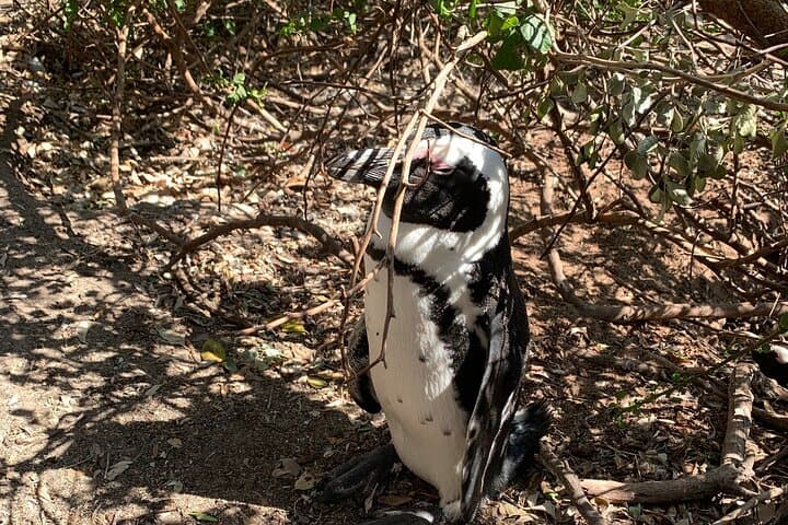 Cape Peninsula All-Inclusive Private Tour — Table Mountain to Cape Point photo 6