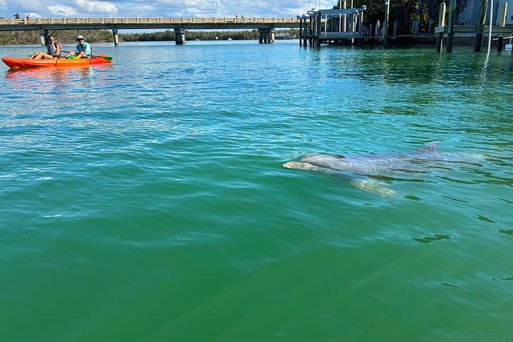 Bonita Springs Eco Kayak Tour: Big Hickory Island Mangroves & Wildlife