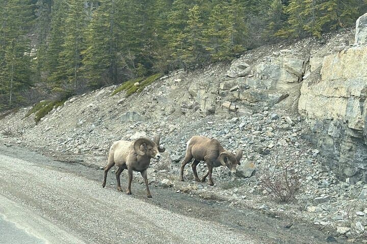 Luxury 2-Day Jasper National Park Tour from Calgary photo 5