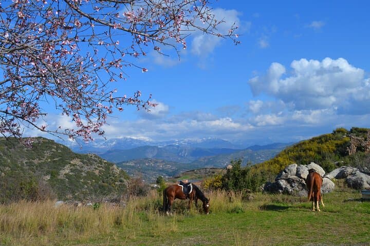 Taurus Mountains Horseback Ride: Forest Trails & Mediterranean Sea Views (2.5 Hours) photo 5