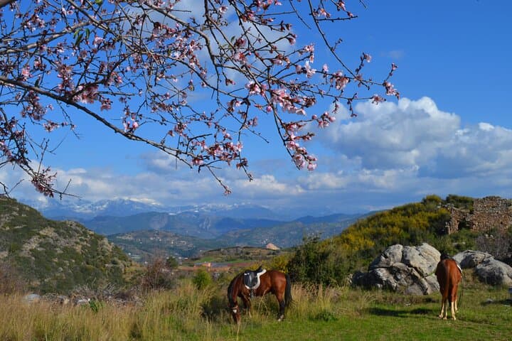 Taurus Mountains Horseback Ride: Forest Trails & Mediterranean Sea Views (2.5 Hours) photo 6