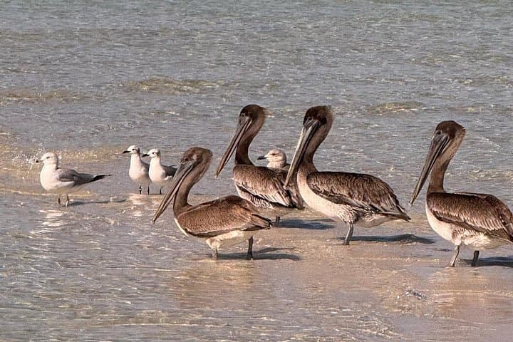 Anna Maria Island Snorkeling & Sandbar Tour — 4-Hour Private Boat Trip photo 4