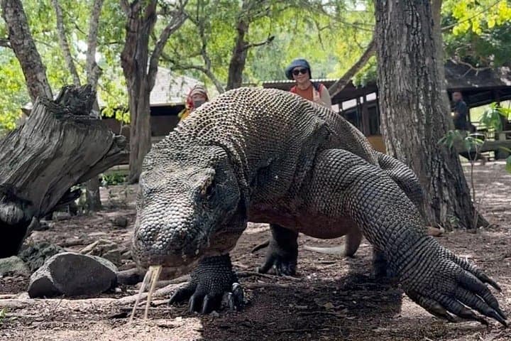 Komodo Speedboat Day Trip: Padar, Pink Beach & Manta Snorkel from Labuan Bajo