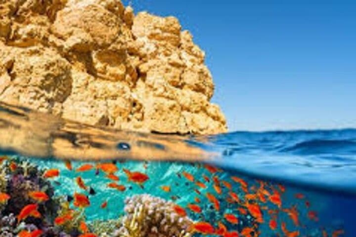 Snorkel Ras Mohammed: Red Sea Reef Adventure from Sharm El Sheikh photo 5