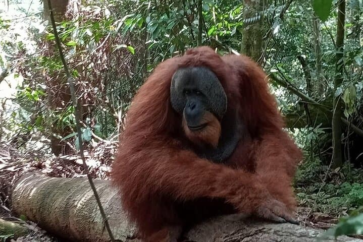 3-Day Jungle Trek in Bukit Lawang with Art Workshop photo 3