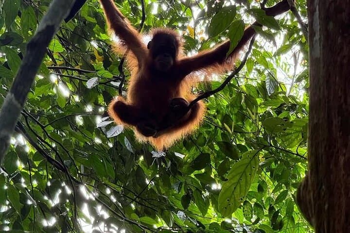 3-Day Jungle Trek in Bukit Lawang with Art Workshop photo 5