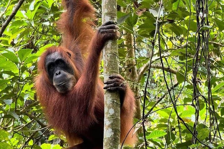 3-Day Jungle Trek in Bukit Lawang with Art Workshop photo 6