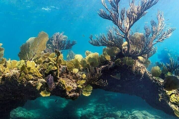 Half-Day Snorkel and Sandbar Boat Tour in Providenciales, Turks and Caicos