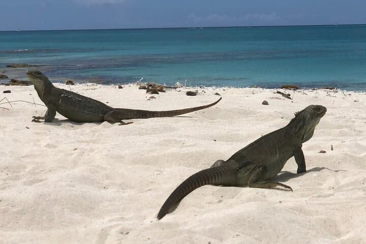 Half-Day Snorkel and Sandbar Boat Tour in Providenciales, Turks and Caicos photo 6