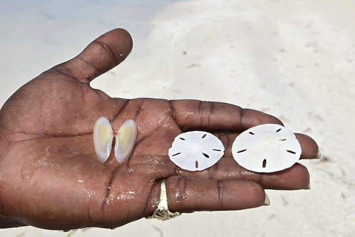 Half-Day Snorkel and Sandbar Boat Tour in Providenciales, Turks and Caicos photo 5