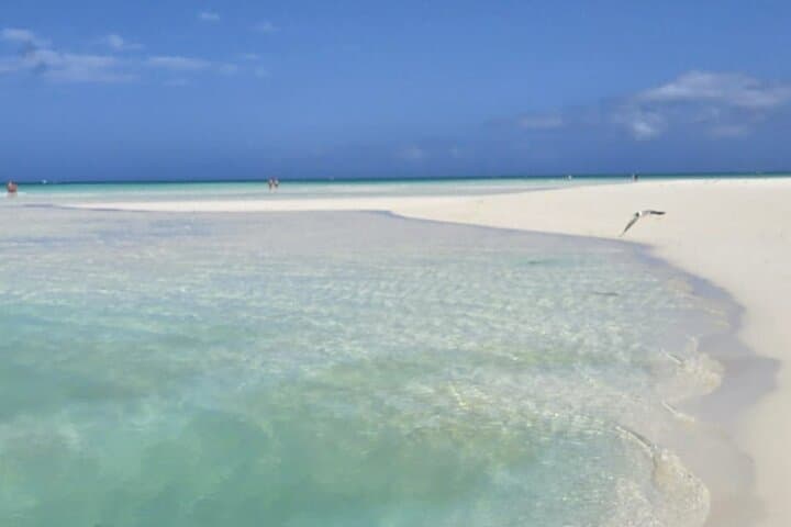 Half-Day Snorkel and Sandbar Boat Tour in Providenciales, Turks and Caicos photo 4