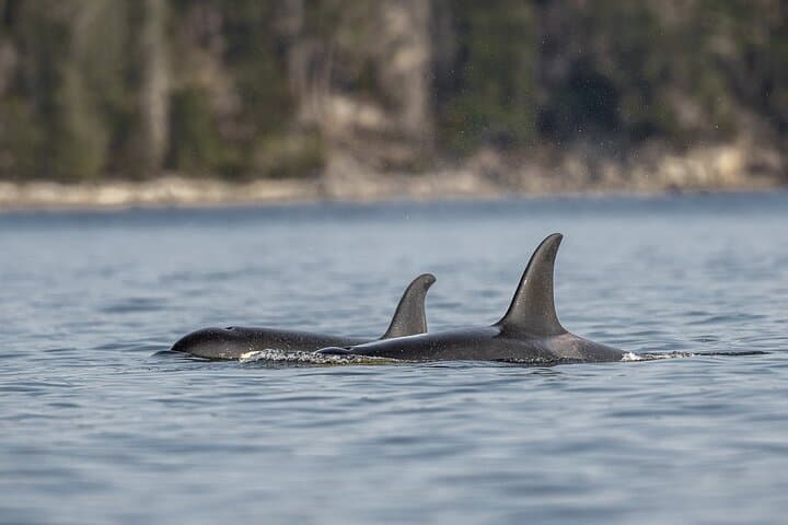 Campbell River Whale Watching: Private Tours to Orcas & Humpbacks
