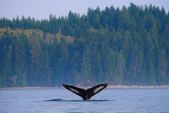 Campbell River Whale Watching: Private Tours to Orcas & Humpbacks photo 3