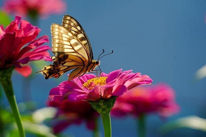Inside Abu Dhabi’s Immersive Butterfly Garden — Biodomes, Koi Ponds & Aquarium Combo photo 3