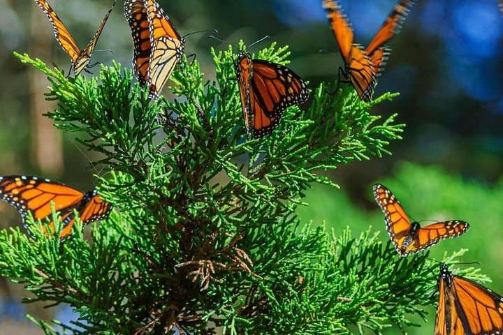 Inside Abu Dhabi’s Immersive Butterfly Garden — Biodomes, Koi Ponds & Aquarium Combo photo 5