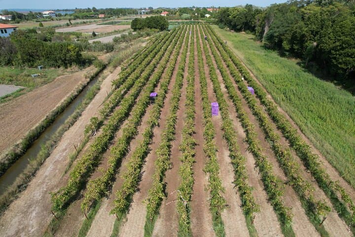 Winemaker for a Day in Venice: Hands-On Dorona Vineyard Experience in the Lagoon photo 3
