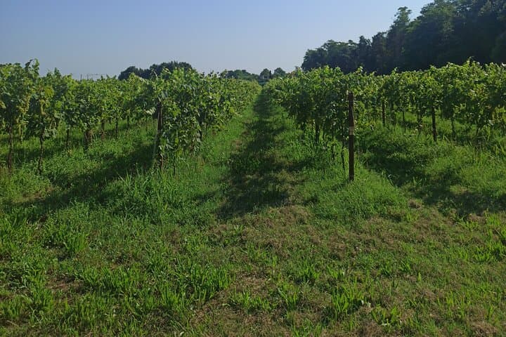 Winemaker for a Day in Venice: Hands-On Dorona Vineyard Experience in the Lagoon photo 4