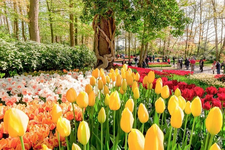 Keukenhof-to-Volendam: Spring Flower Fields, Historic Windmills & Coastal Village Day Tour