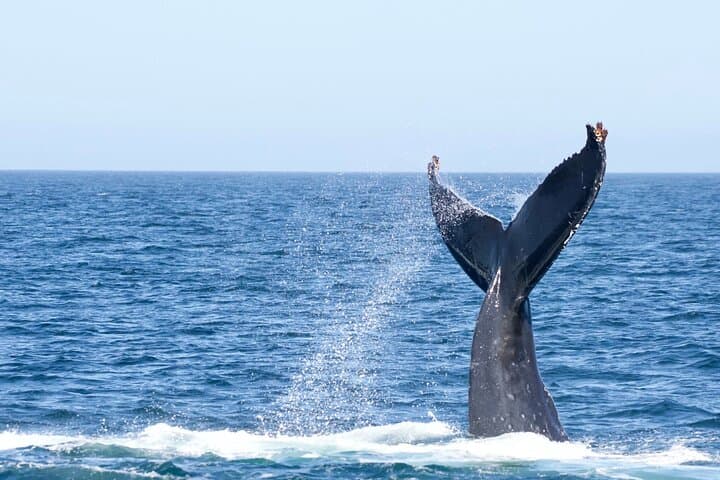 Victoria Zodiac Whale-Watching: High-Speed Salish Sea Wildlife Tour photo 5