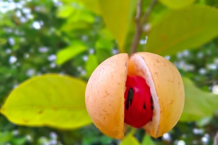 Au Coin and Concord Falls Hike — Grenada Rainforest Waterfall Tour photo 5
