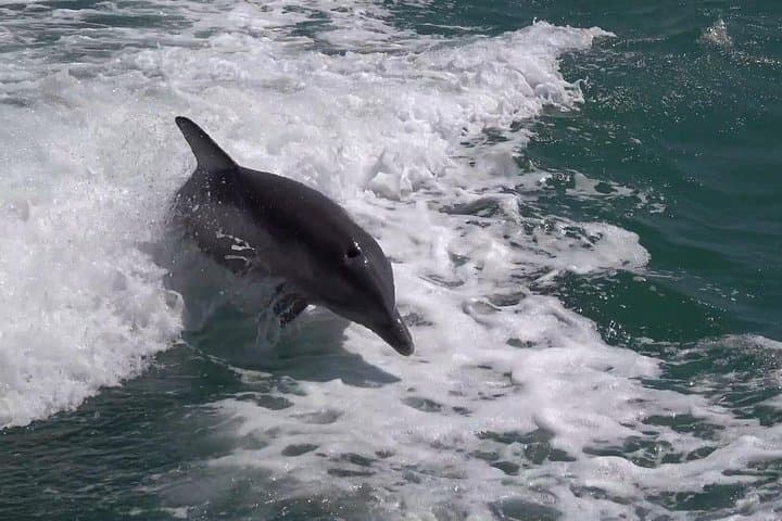Design Your Perfect Day: Anna Maria Island 6-Hour Private Boat Charter photo 4