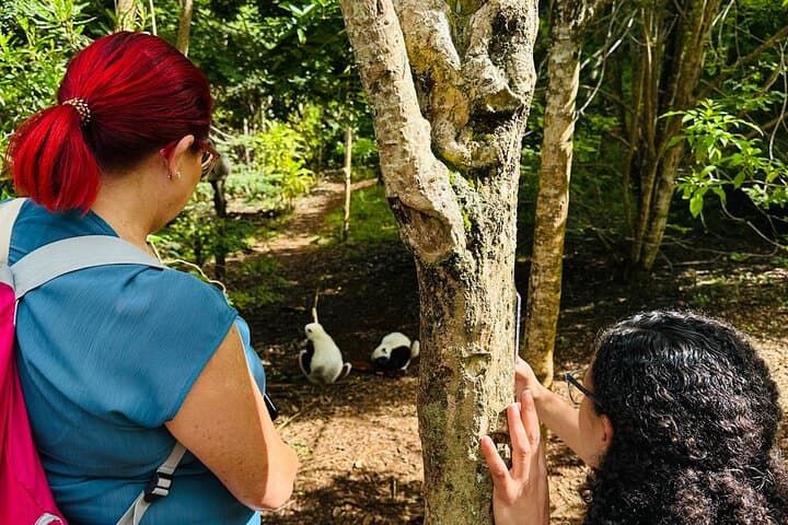 Full-Day Madagascar: Lemurs' Park, Analavory Geysers & Lily Waterfall photo 6