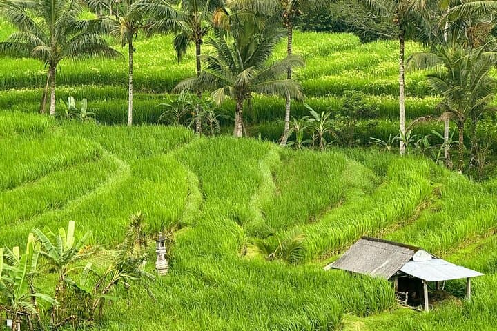 Celukan Bawang Shore Excursion: Ulun Danu, Twin Lakes & Banyumala Waterfall (5–6 hr) photo 4