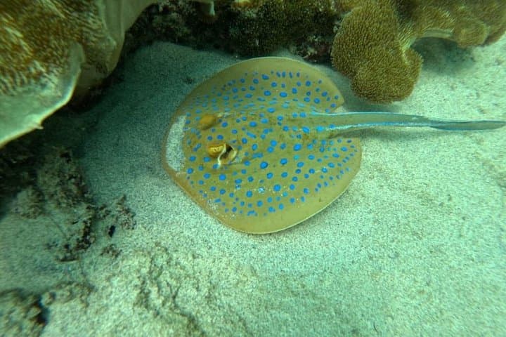 Blue Lagoon Snorkeling Padangbai: Calm Coral Reefs, Guided Snorkel & Hotel Transfer photo 4
