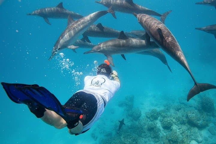 Sataya Dolphin House Snorkel — Full-Day Red Sea Cruise from Marsa Alam photo 1