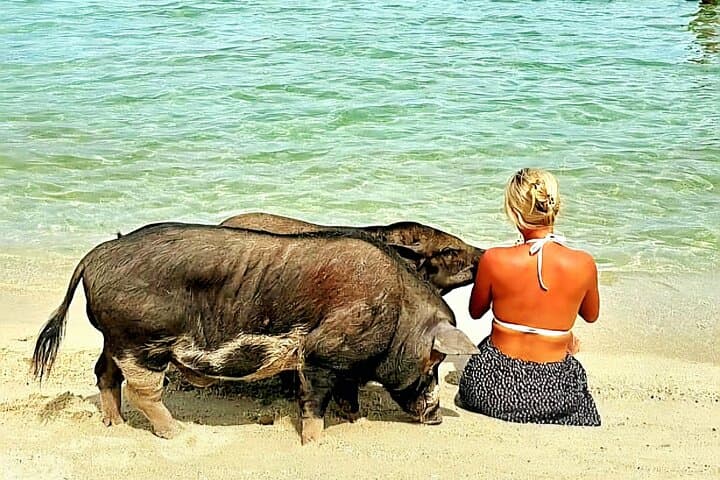 Koh Samui Pig Island & Koh Tan Longtail Snorkel Trip photo 3