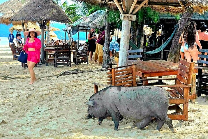Koh Samui Pig Island & Koh Tan Longtail Snorkel Trip photo 6