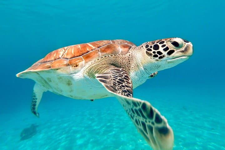 Curacao Private Photoshoot: Swim with Turtles, Beaches & Flamingos photo 1