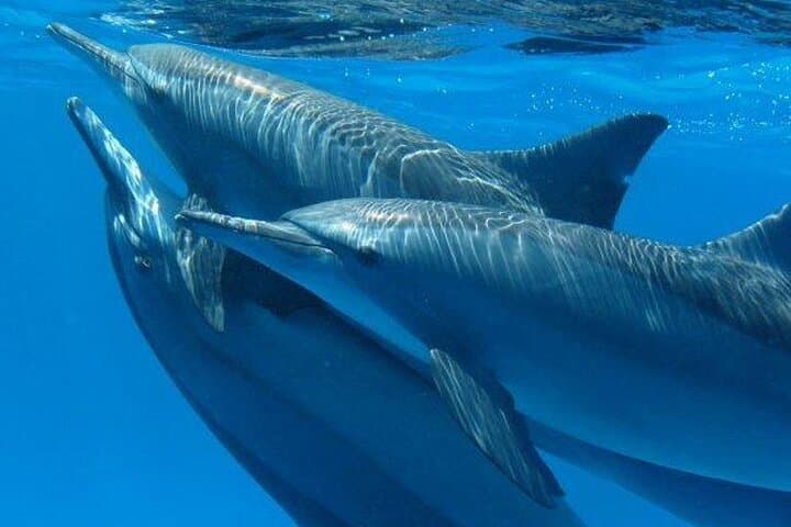 Dolphin House Snorkel Trip Hurghada: Wild Dolphins, Coral Reefs & Lunch