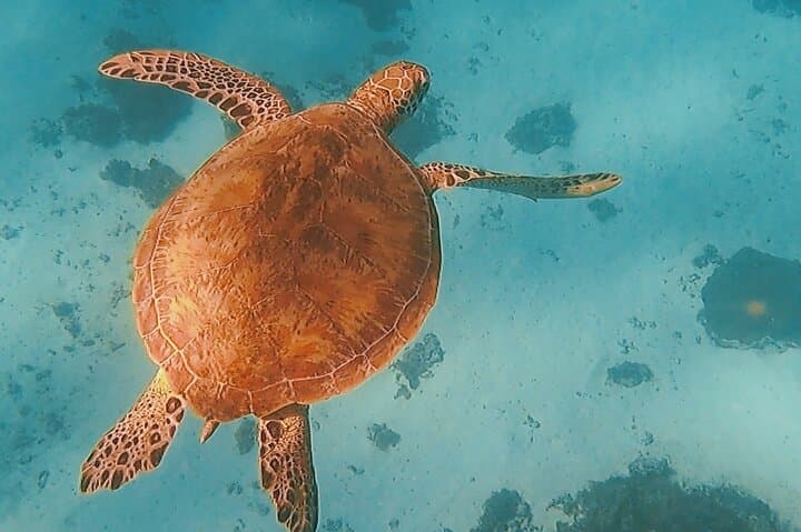 Polynesian Outrigger Sunset Cruise in Moorea — Snorkel Sharks & Rays photo 3