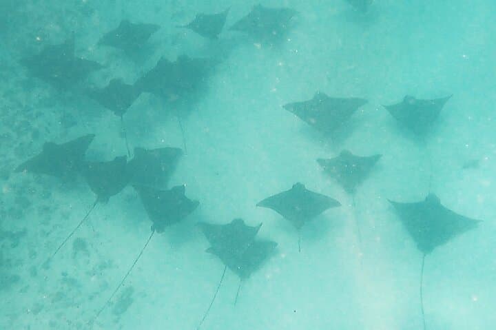 Polynesian Outrigger Sunset Cruise in Moorea — Snorkel Sharks & Rays photo 4