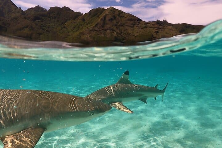 Polynesian Outrigger Sunset Cruise in Moorea — Snorkel Sharks & Rays photo 5