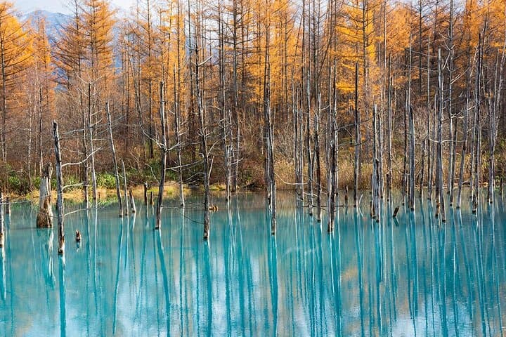 Hokkaido Day Trip: Asahiyama Zoo, Biei Christmas Tree & Shirogane Blue Pond photo 3